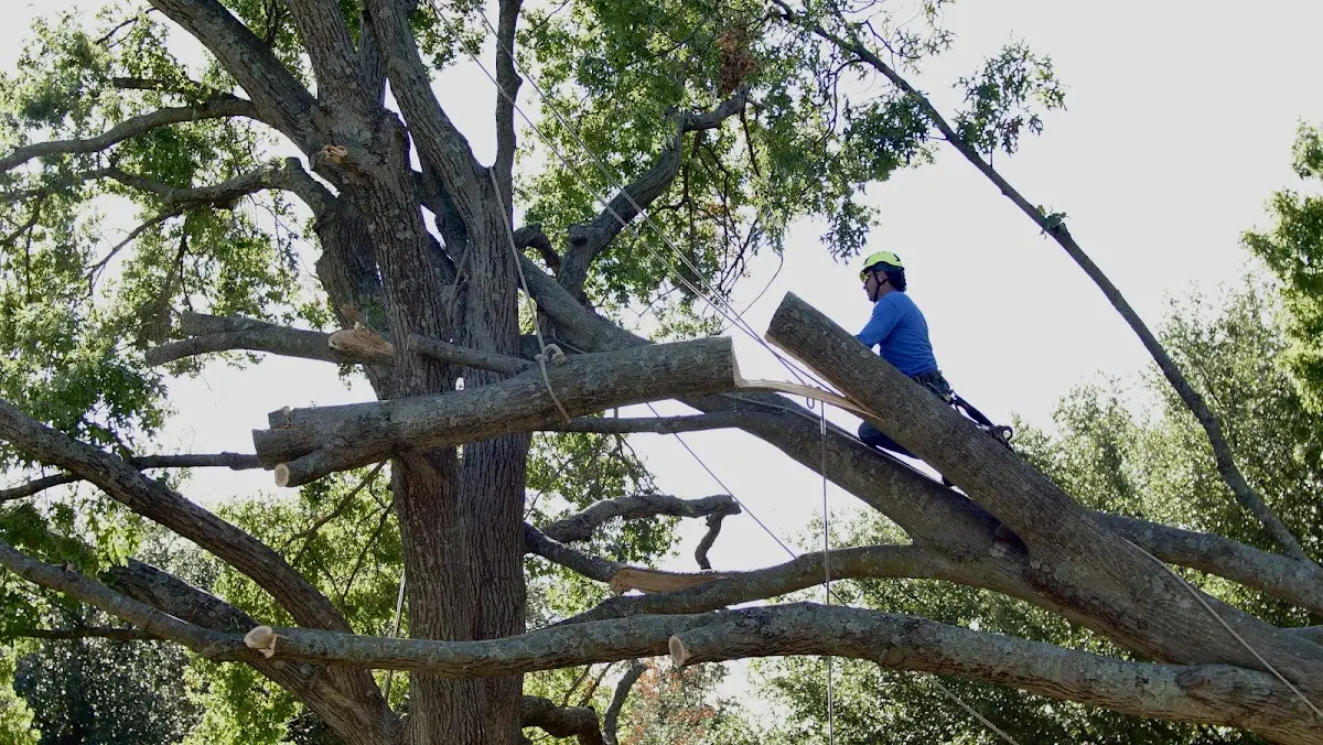 Professional Hazardous Tree Removal performed by certified arborists in Mikana