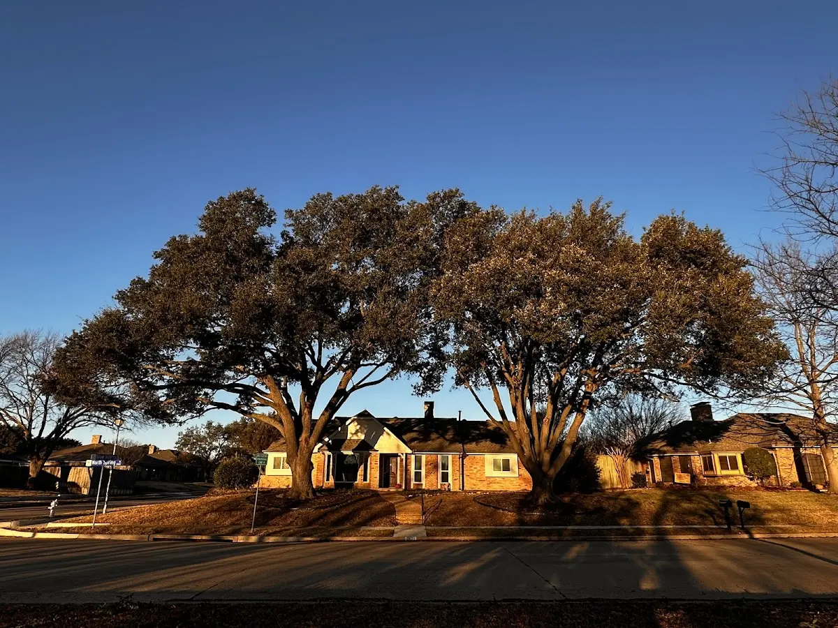 Established residential canopy tree shading a home in Mikana